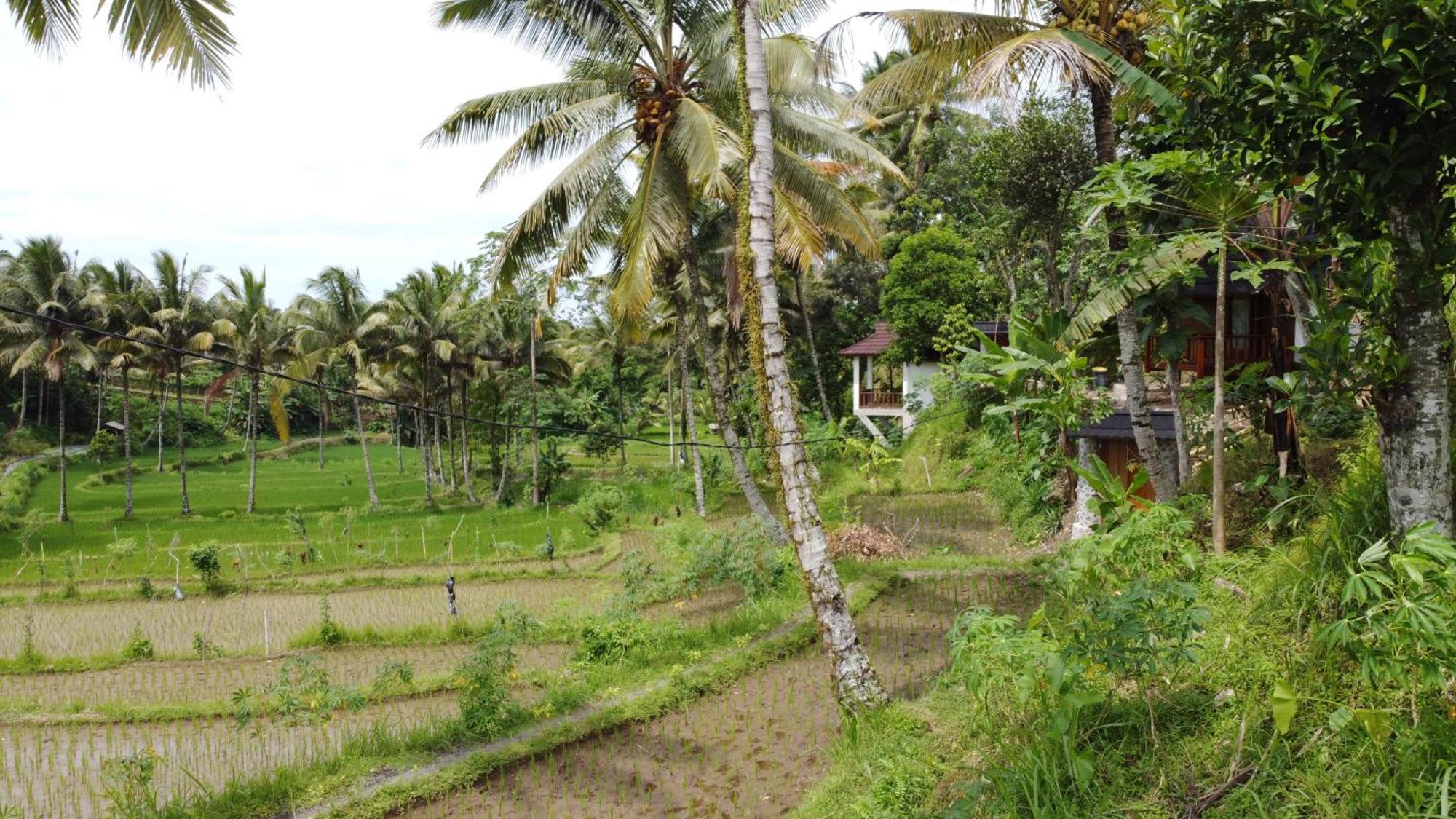 Nea Cottage Lombok Tetebatu Exterior photo